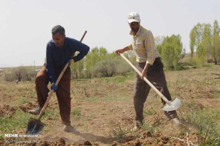 معافیت بیمه ای و مالیاتی کشاورزان در دستور کار است