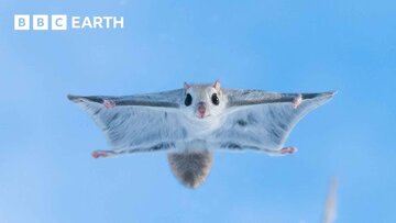 کلیپی پربیننده از مستندهای دیوید آتنبرو: نخستین پرواز بچه سنجاب / فیلم
