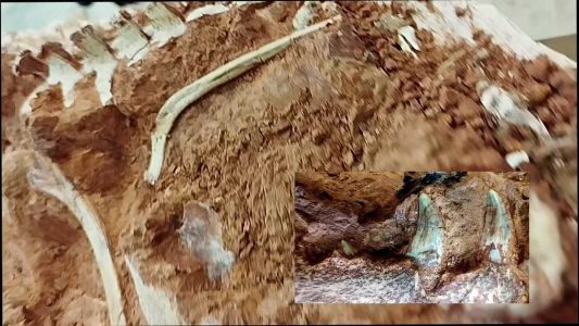 فیلم| کشف فسیل دایناسور ۲۳۳ میلیون ساله