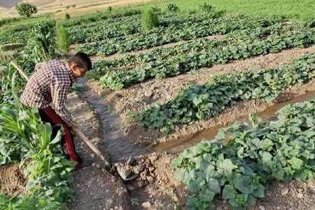 شناسایی ۸ کشاورز متخلف آبیاری محصولات کشاورزی با فاضلاب در همدان