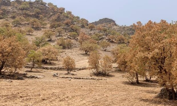 پروانه «برگ خوار» ۴۱ هزار هکتار از جنگل های لرستان را آلوده کرد