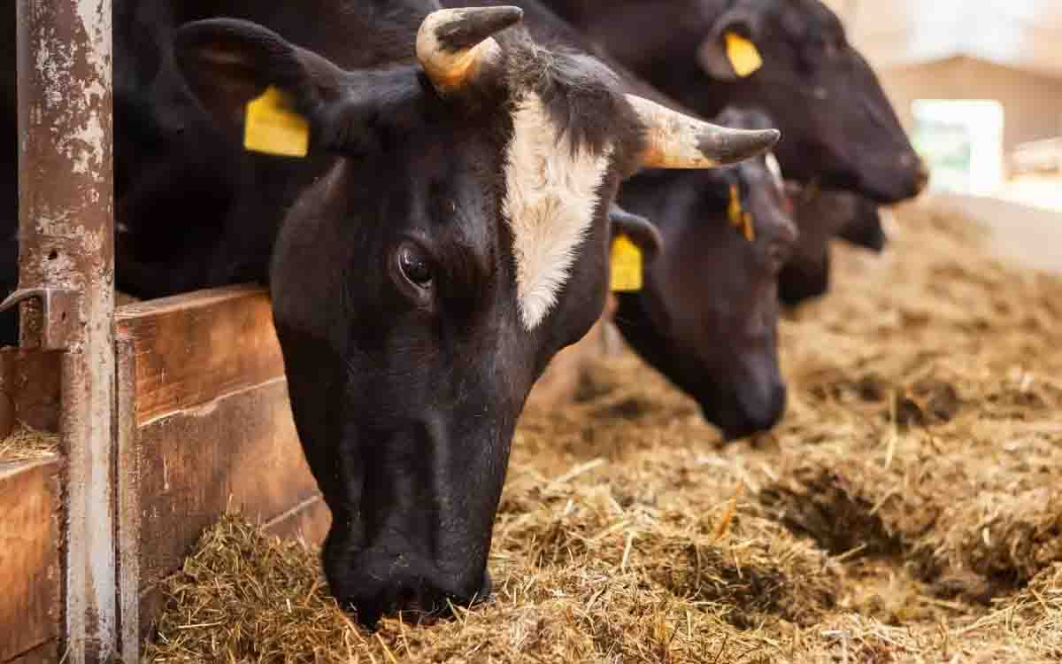 آیا خوراک دام شما واقعاً سالم است؟ بررسی تأثیرات پنهان خوراک های بی کیفیت!