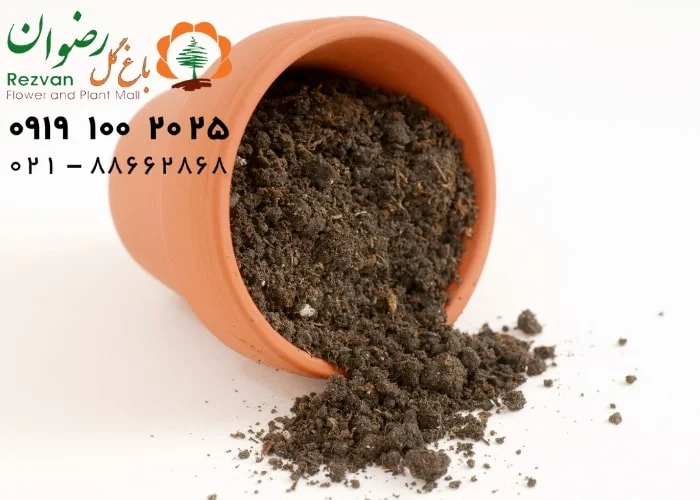 چرا آبیاری گیاهان آپارتمانی اینقدر مهمه؟ (و چرا نباید سرسری ازش رد بشی!)