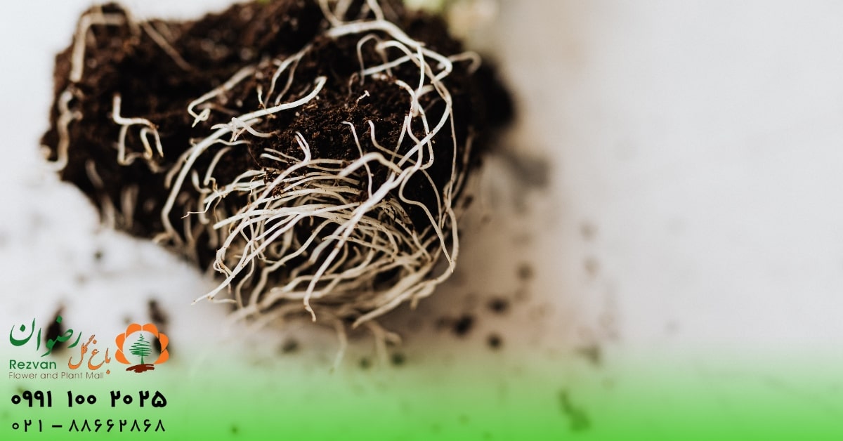 گل | گلدان چگونه از پوسیدگی ریشه گیاه جلوگیری کنیم؟ راهنمای کامل پیشگیری و درمان