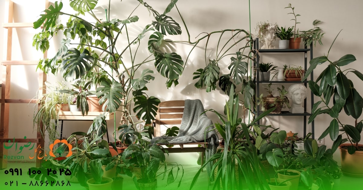 گل | گلدان چگونه از پوسیدگی ریشه گیاه جلوگیری کنیم؟ راهنمای کامل پیشگیری و درمان